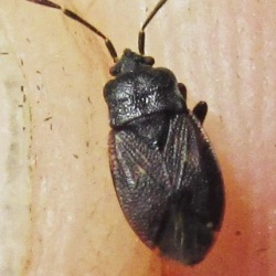 Drymus brunneus